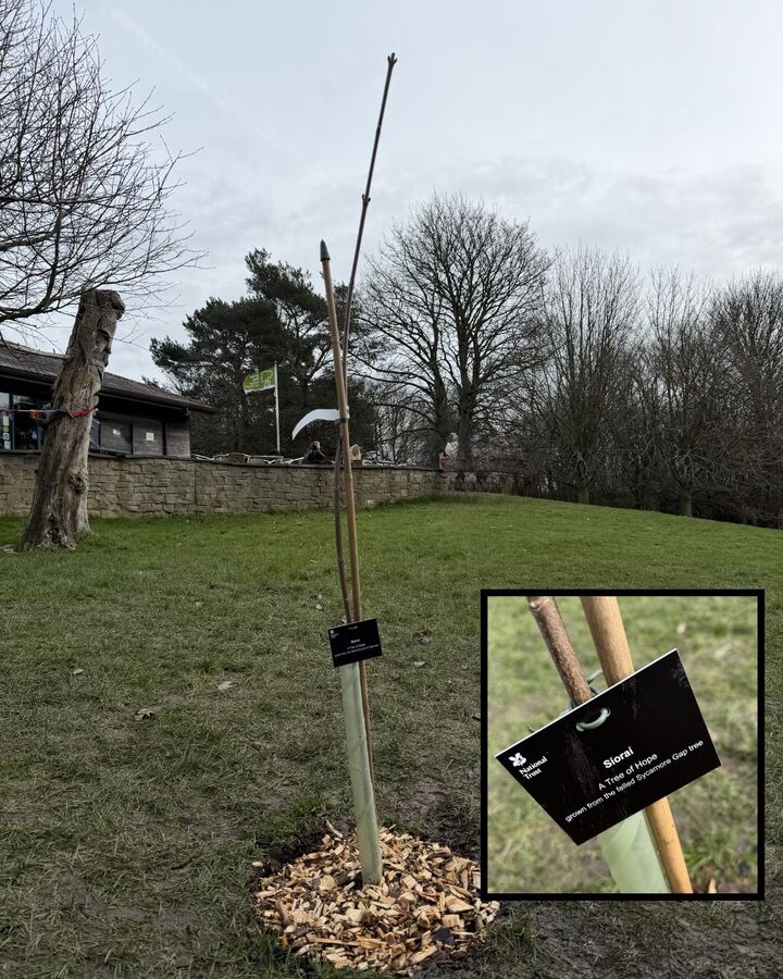 Siorai - A Tree of Hope